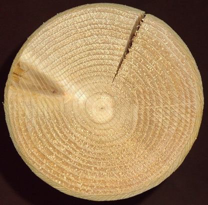 Cedar log end grain, circular growth rings and split seam on light wood surface